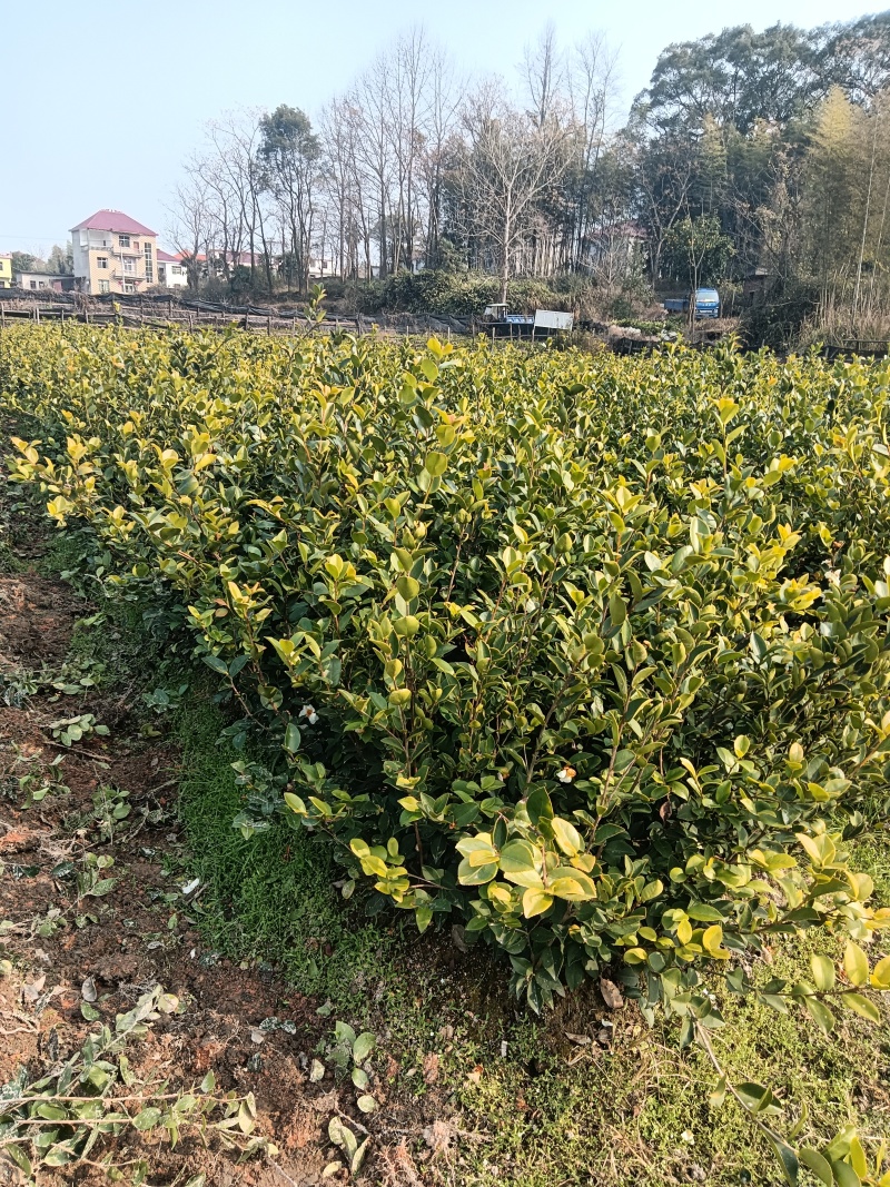 长林系列油茶苗