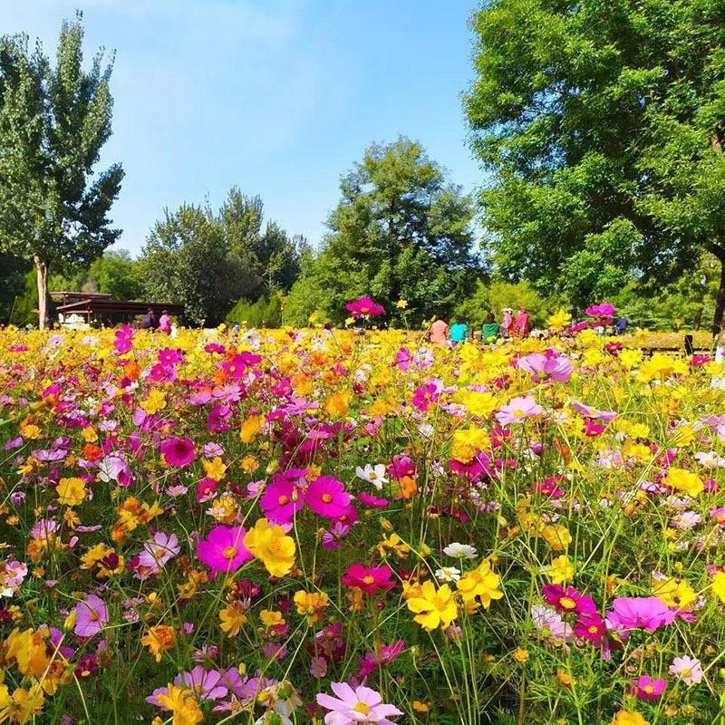 草花组合种子别墅庭院草花种子多年生四季播易种花卉种子花籽