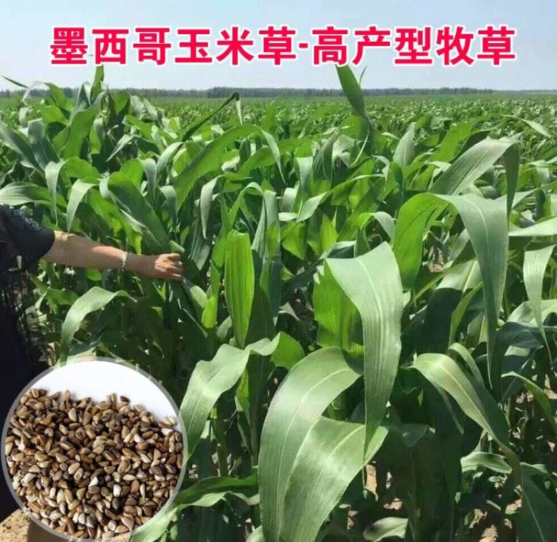 墨西哥玉米草种子四季养殖多年生再生进口猪牛羊兔畜禽