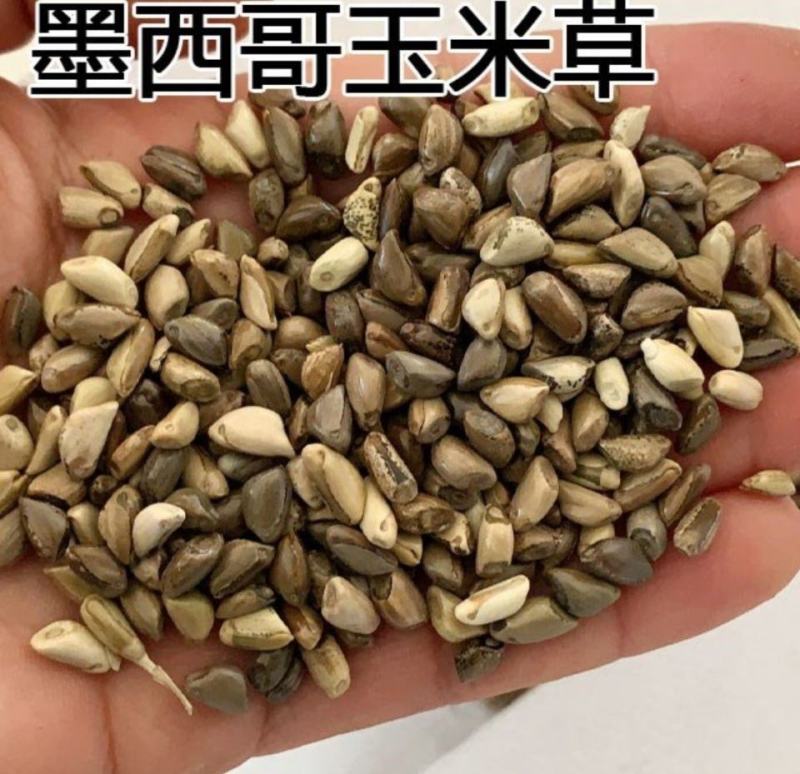 墨西哥玉米草种子四季养殖多年生再生进口猪牛羊兔畜禽