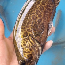 斑桂鱼苗斑桂花鱼苗杂交桂花鱼苗金钱桂鱼苗