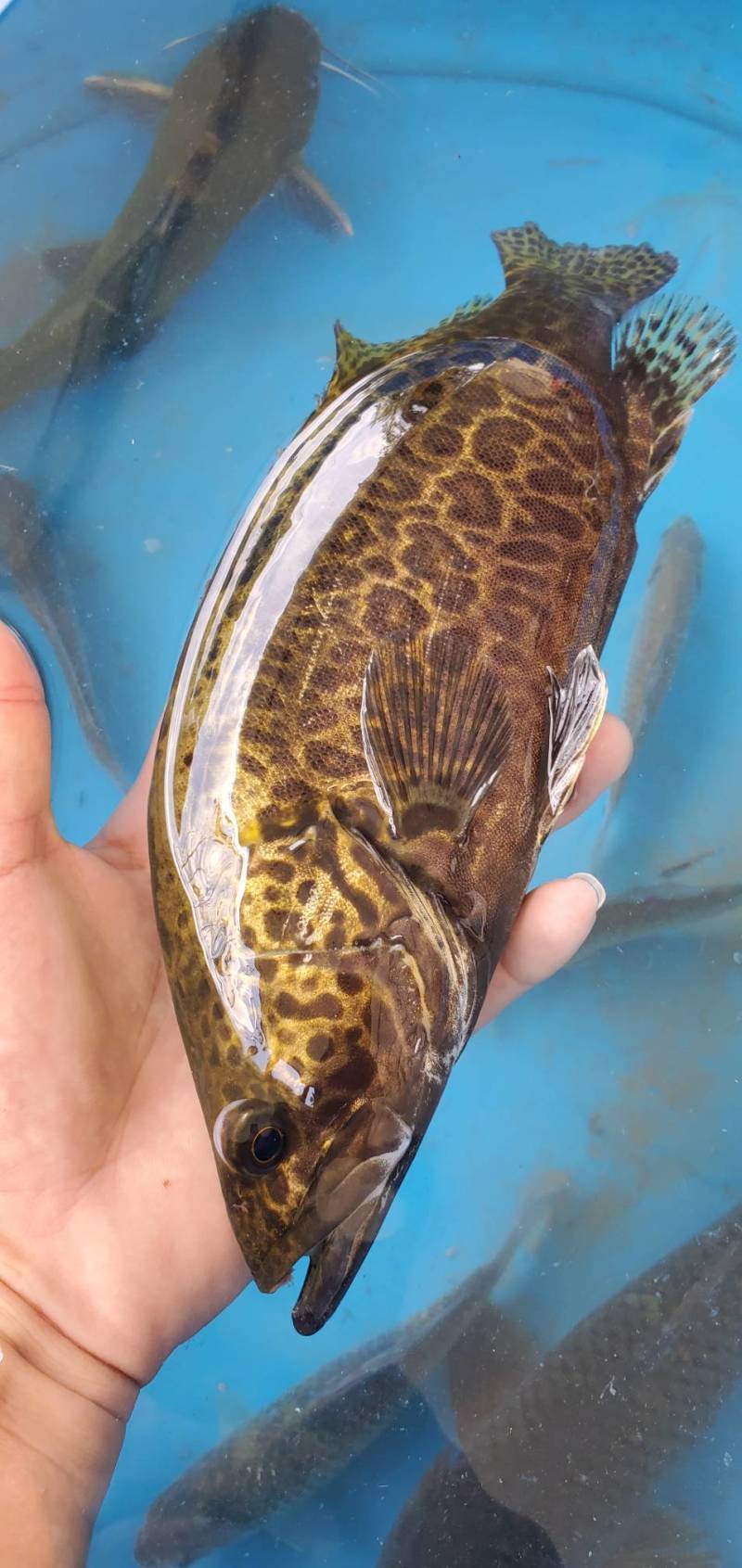 斑桂鱼苗斑桂花鱼苗杂交桂花鱼苗金钱桂鱼苗