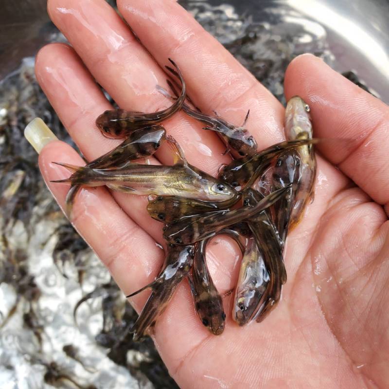黄颡鱼苗黄骨鱼苗全雄黄骨鱼苗杂交黄骨鱼苗