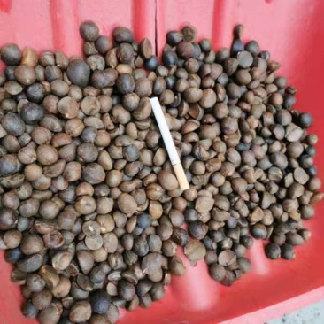 油茶籽