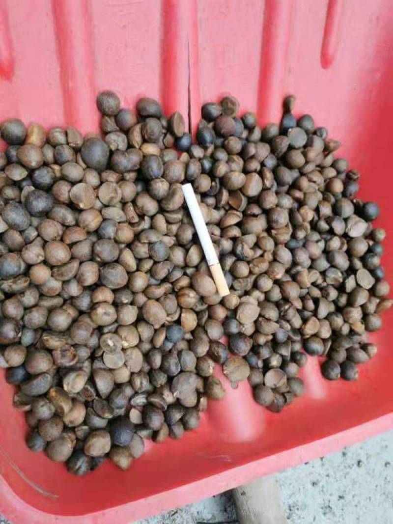 油茶籽