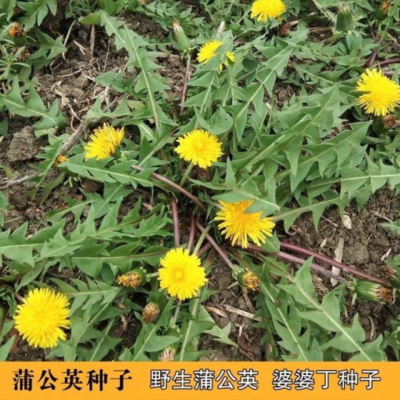 野生蒲公英种子婆婆丁种籽春秋冬四季盆栽种植野菜蔬菜种孑大