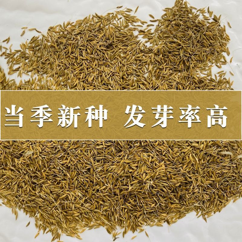 野生蒲公英种子婆婆丁种籽春秋冬四季盆栽种植野菜蔬菜种孑大