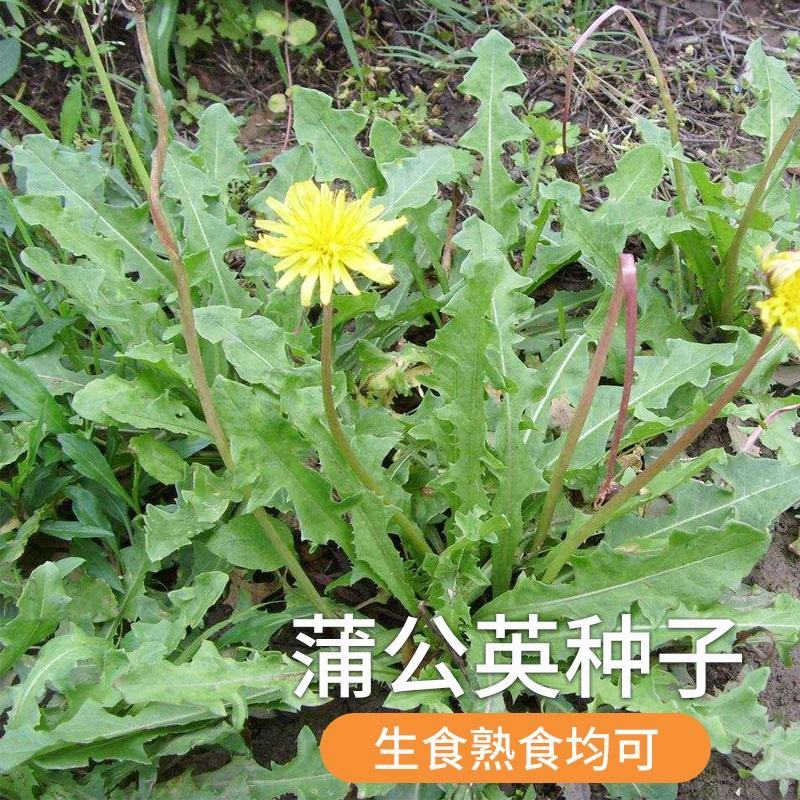 野生蒲公英种子婆婆丁种籽春秋冬四季盆栽种植野菜蔬菜种孑大
