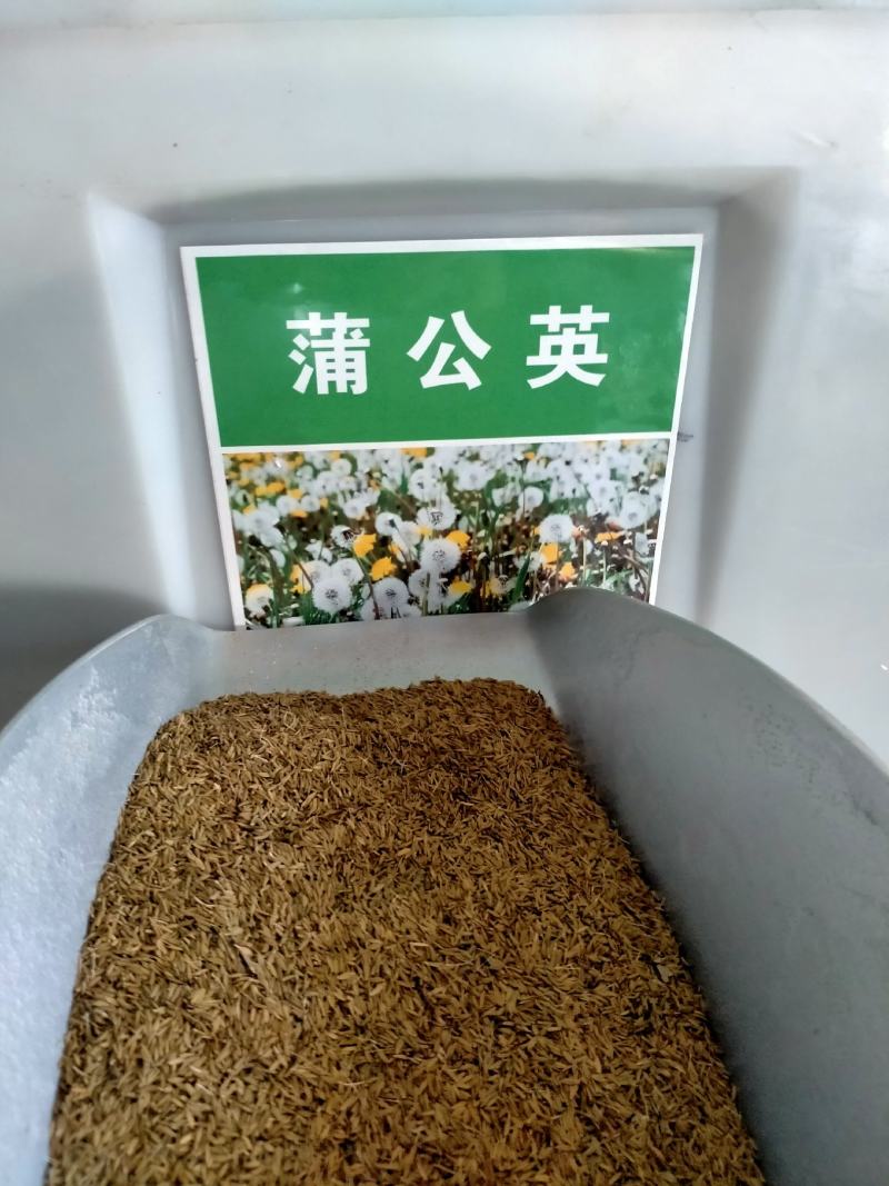 野生蒲公英种子婆婆丁种籽春秋冬四季盆栽种植野菜蔬菜种孑大