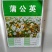 野生蒲公英种子婆婆丁种籽春秋冬四季盆栽种植野菜蔬菜种孑大