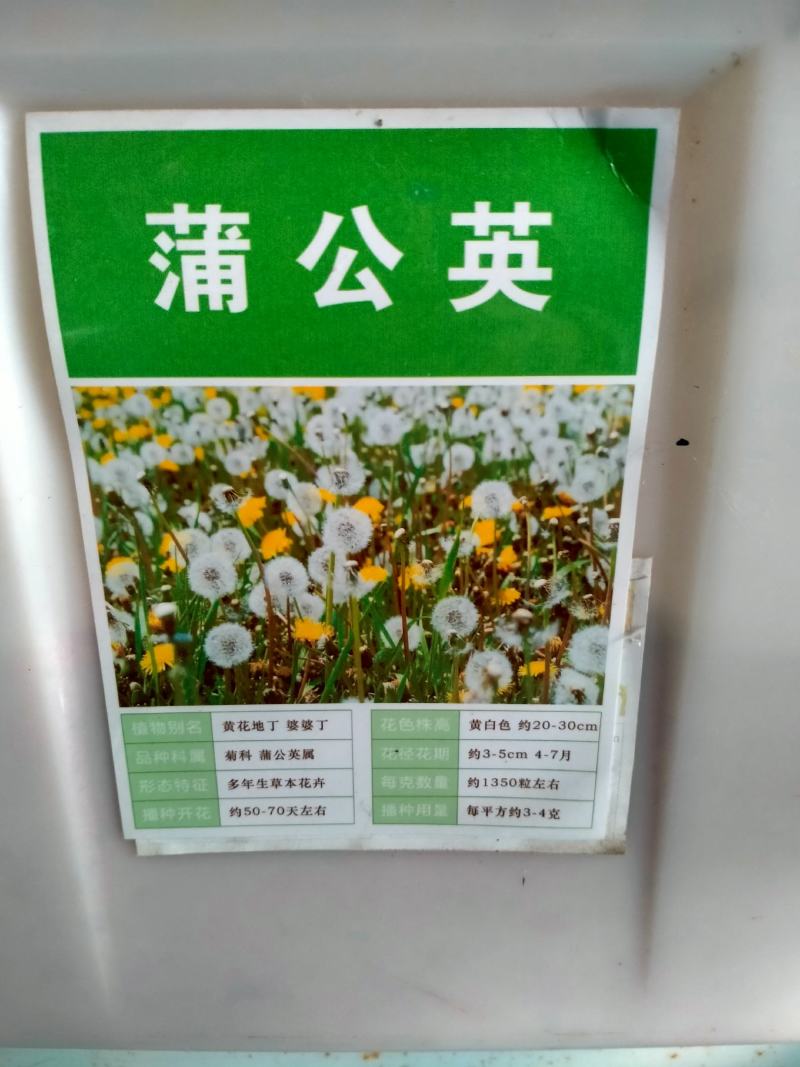 野生蒲公英种子婆婆丁种籽春秋冬四季盆栽种植野菜蔬菜种孑大