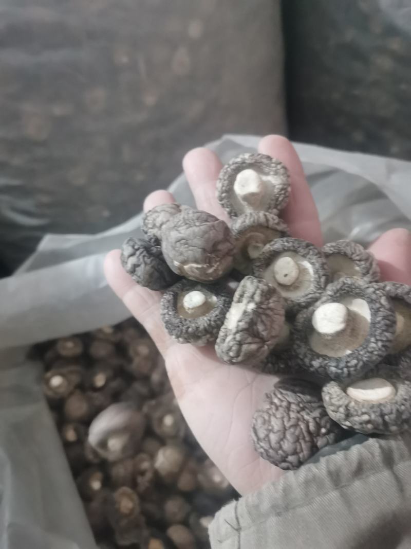 冬菇产地直销，质量保证货源充足，诚信合作欢迎采购