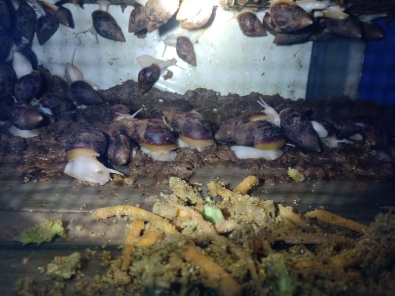 白玉蜗牛