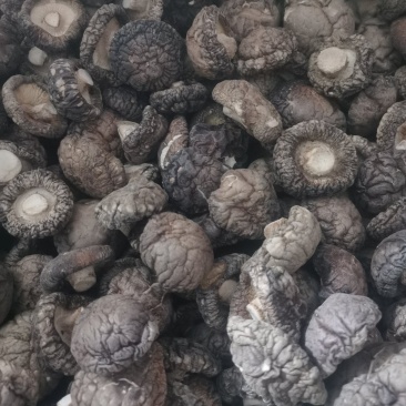 冬菇产地直销，质量保证货源充足，诚信合作欢迎采购