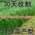 冬麦70黑麦草种子四季多年生高产型牧草喂猪牛羊鸡鸭鹅兔鱼