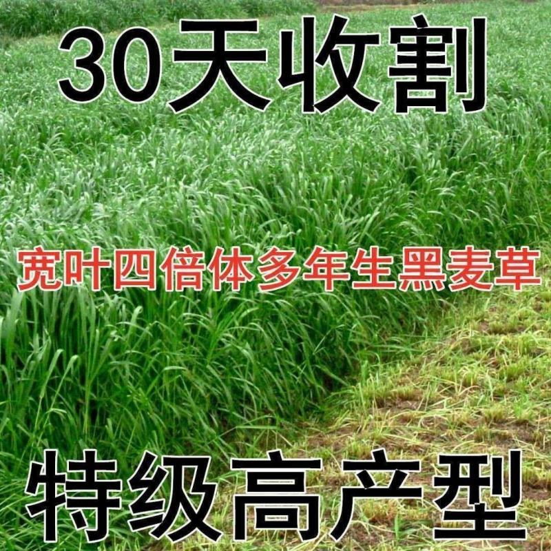 冬麦70黑麦草种子四季多年生高产型牧草喂猪牛羊鸡鸭鹅兔鱼