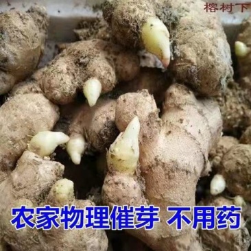 山东优质姜种，已催好芽，支持预定，大量批发