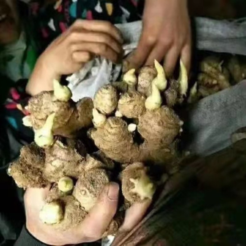 山东优质姜种，已催好芽，支持预定，大量批发