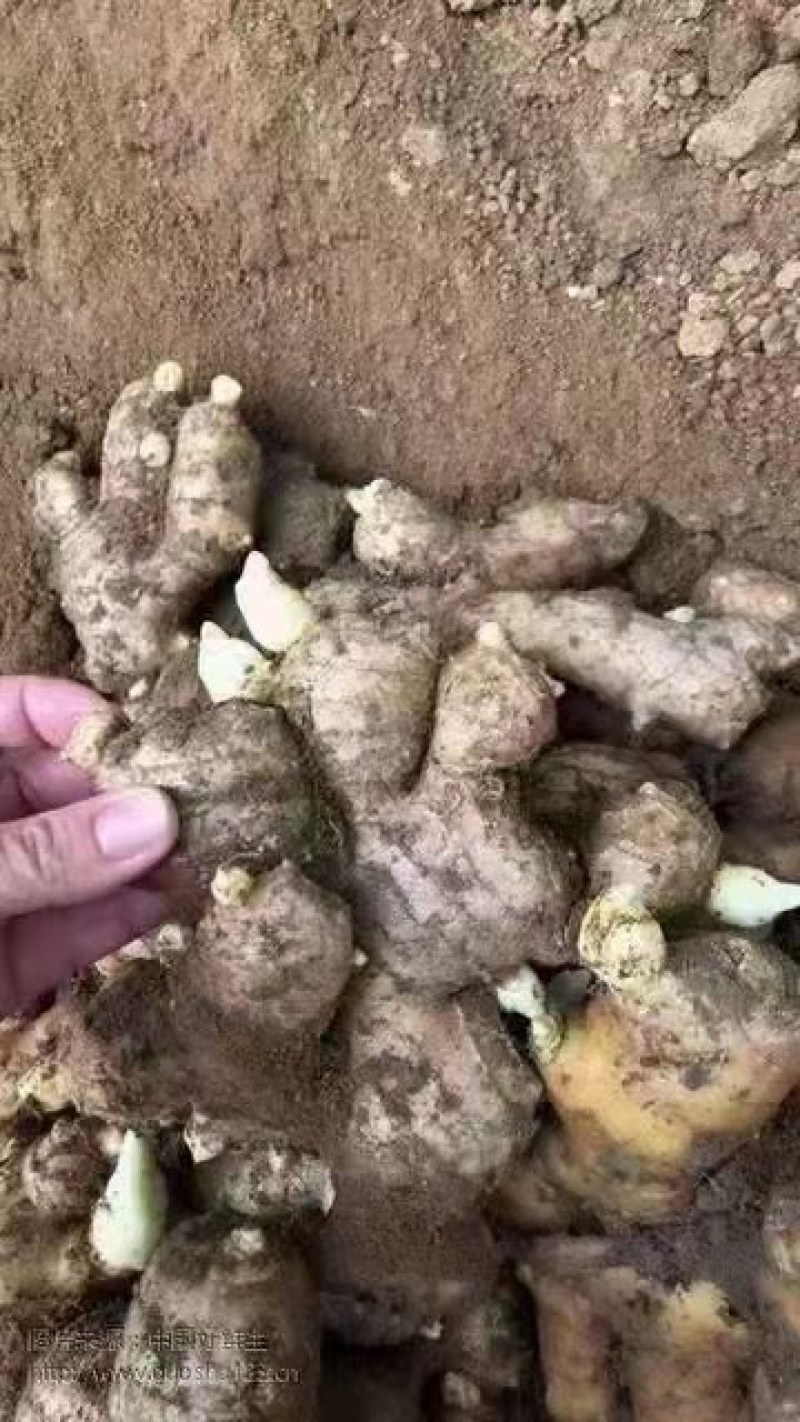 山东优质姜种，已催好芽，支持预定，大量批发