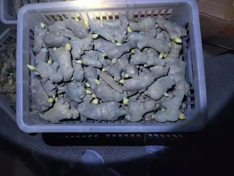 山东优质姜种，已催好芽，支持预定，大量批发