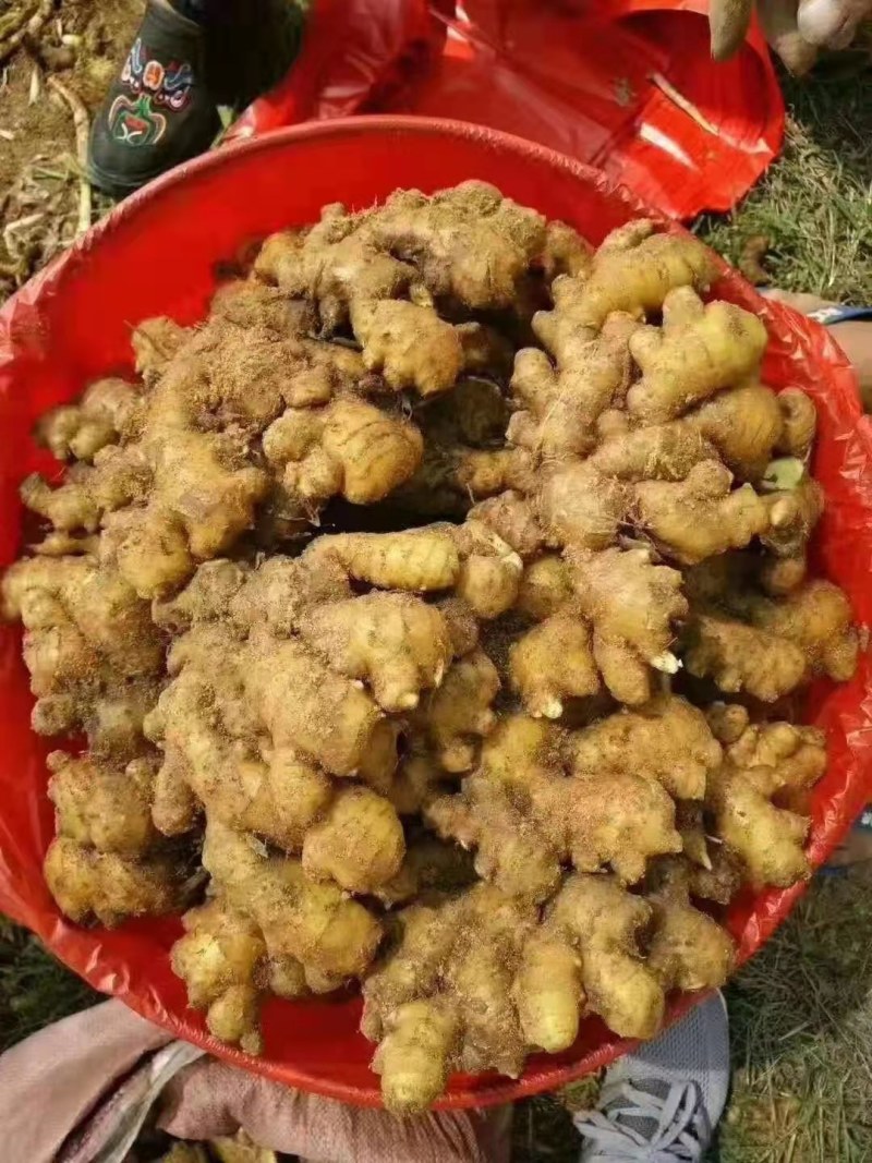 山东优质姜种，已催好芽，支持预定，大量批发