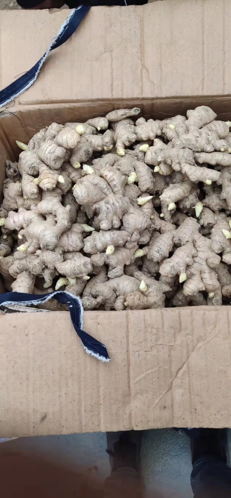 山东优质姜种，已催好芽，支持预定，大量批发