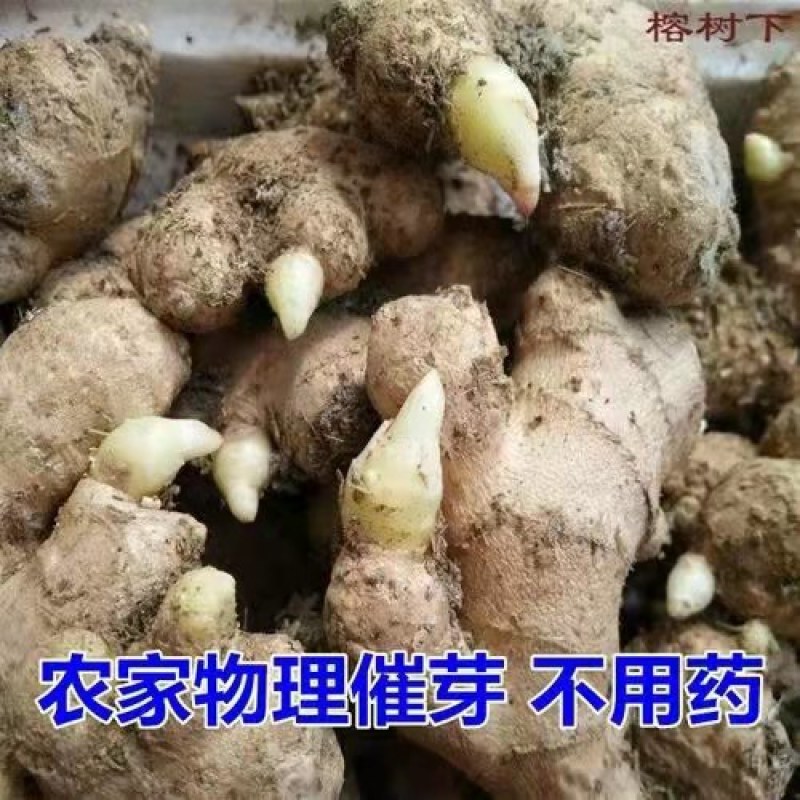 山东优质姜种，已催好芽，支持预定，大量批发