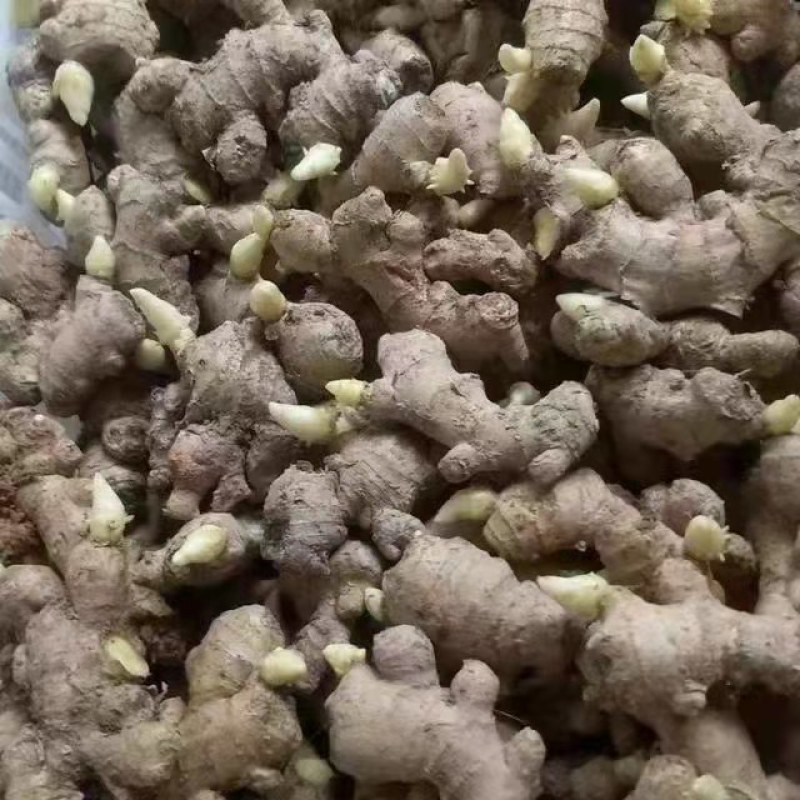 山东优质姜种，已催好芽，支持预定，大量批发