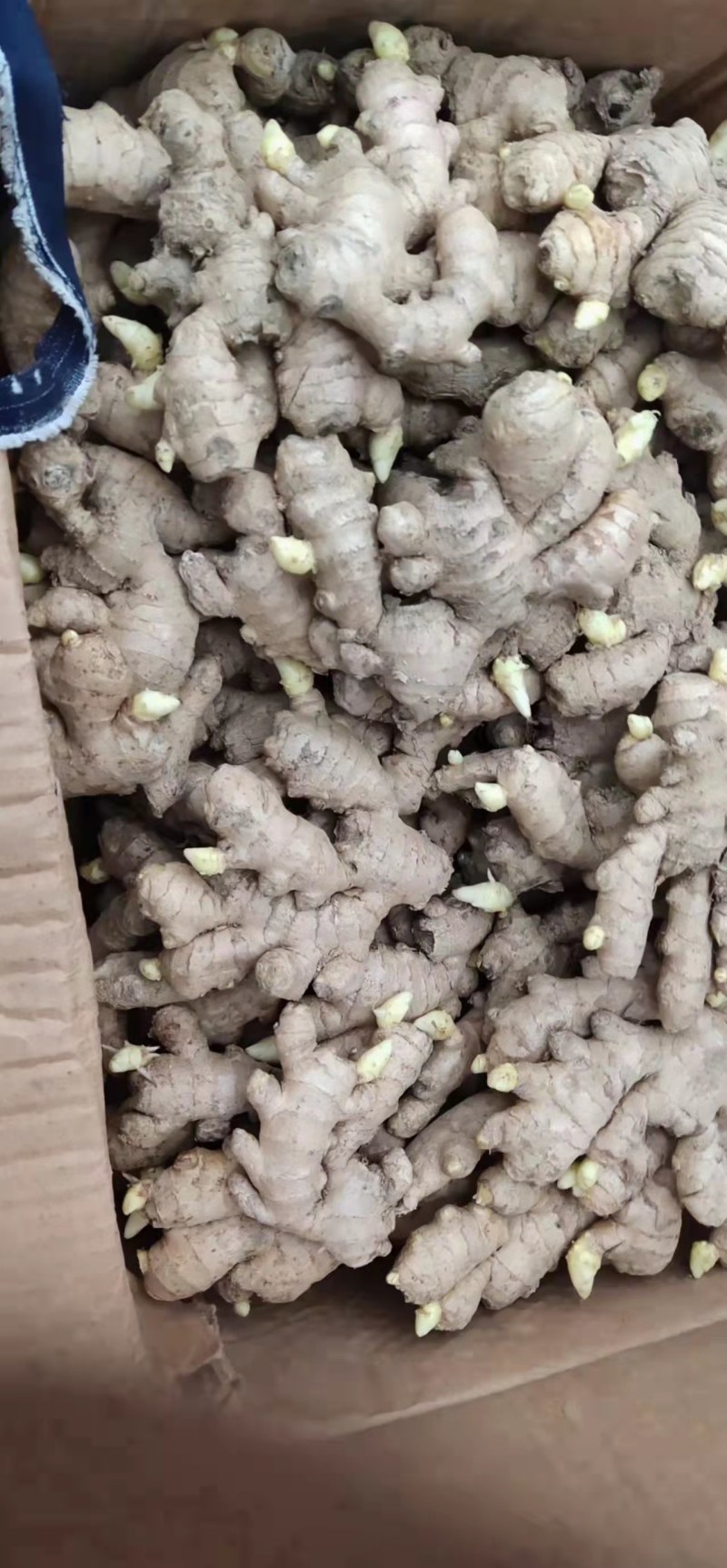 山东优质姜种，已催好芽，支持预定，大量批发