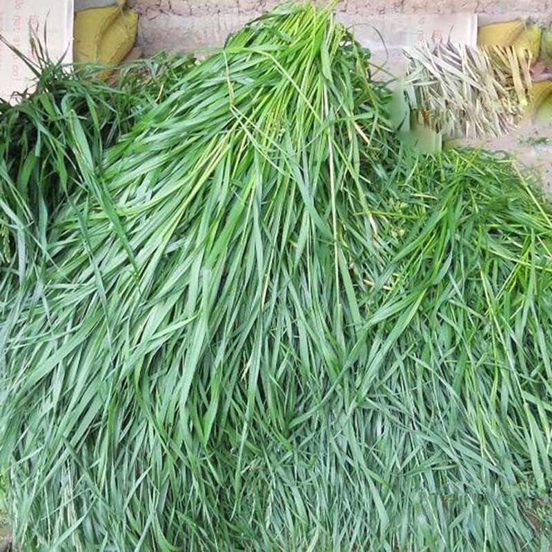 冬麦70黑麦草种子四季多年生高产型牧草喂猪牛羊鸡鸭鹅兔鱼