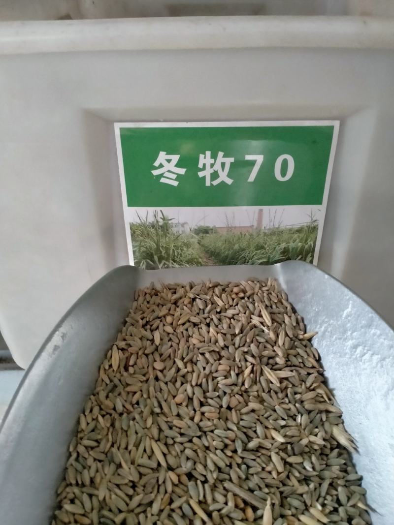 冬麦70黑麦草种子四季多年生高产型牧草喂猪牛羊鸡鸭鹅兔鱼