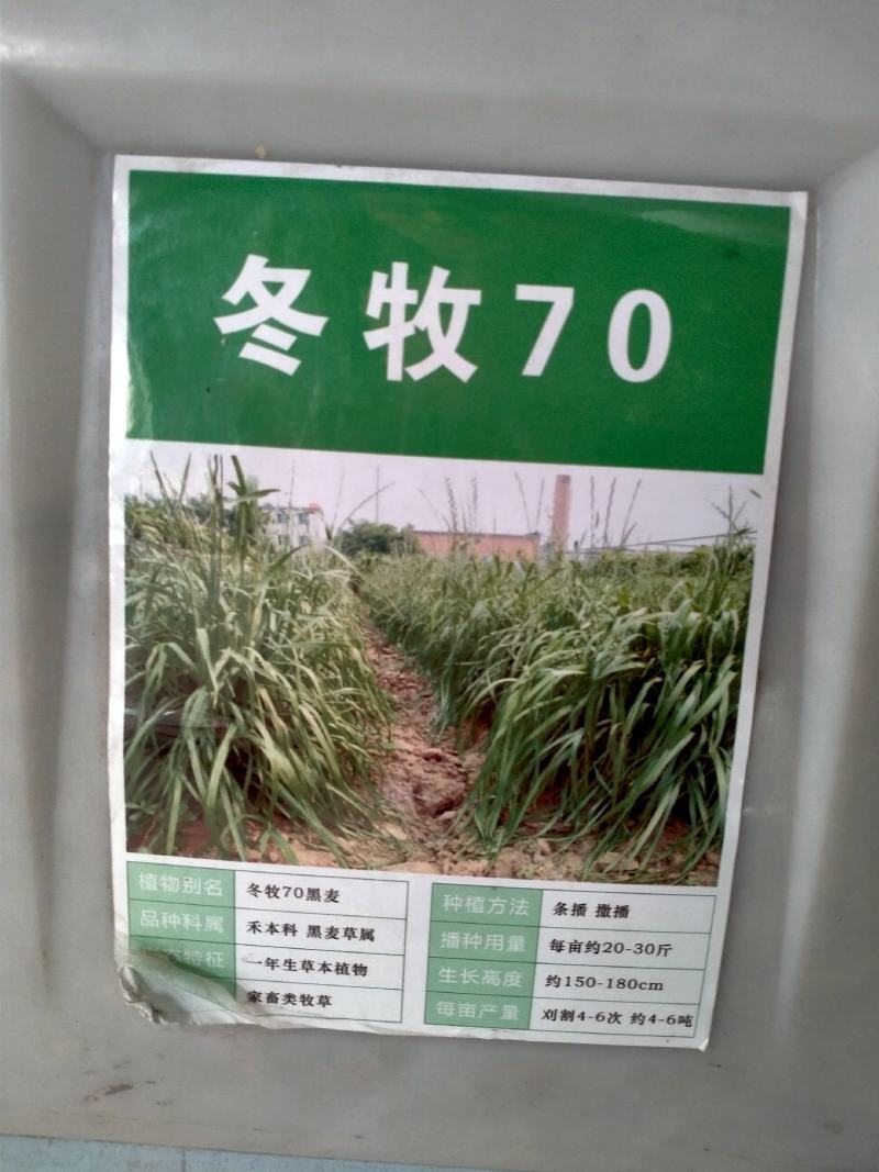 冬麦70黑麦草种子四季多年生高产型牧草喂猪牛羊鸡鸭鹅兔鱼