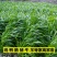 冬麦70黑麦草种子四季多年生高产型牧草喂猪牛羊鸡鸭鹅兔鱼