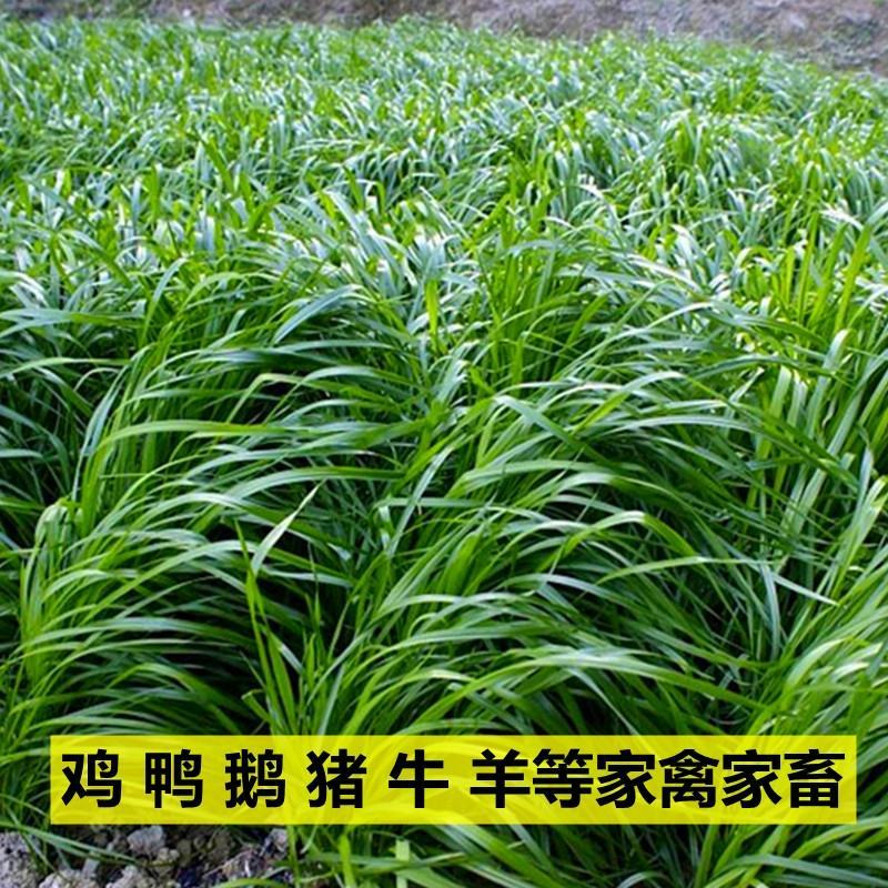 冬麦70黑麦草种子四季多年生高产型牧草喂猪牛羊鸡鸭鹅兔鱼