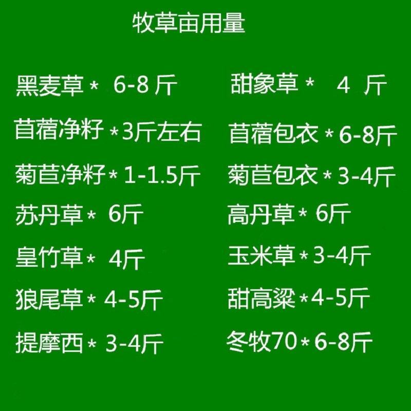 冬麦70黑麦草种子四季多年生高产型牧草喂猪牛羊鸡鸭鹅兔鱼