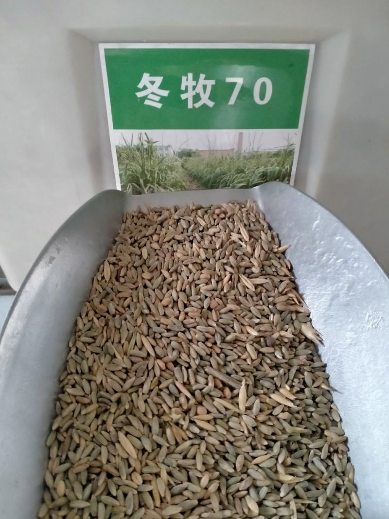 冬麦70黑麦草种子四季多年生高产型牧草喂猪牛羊鸡鸭鹅兔鱼