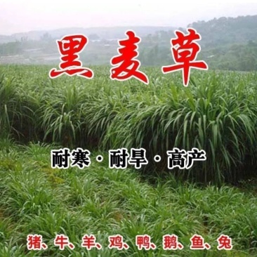 进口耐寒多年生黑麦草种子四季长青牧草种子猪牛羊鸡鸭鹅鱼草