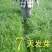 进口耐寒多年生黑麦草种子四季长青牧草种子猪牛羊鸡鸭鹅鱼草