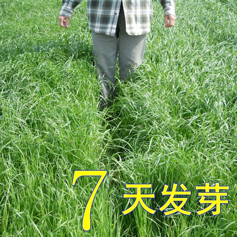进口耐寒多年生黑麦草种子四季长青牧草种子猪牛羊鸡鸭鹅鱼草
