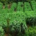 进口耐寒多年生黑麦草种子四季长青牧草种子猪牛羊鸡鸭鹅鱼草