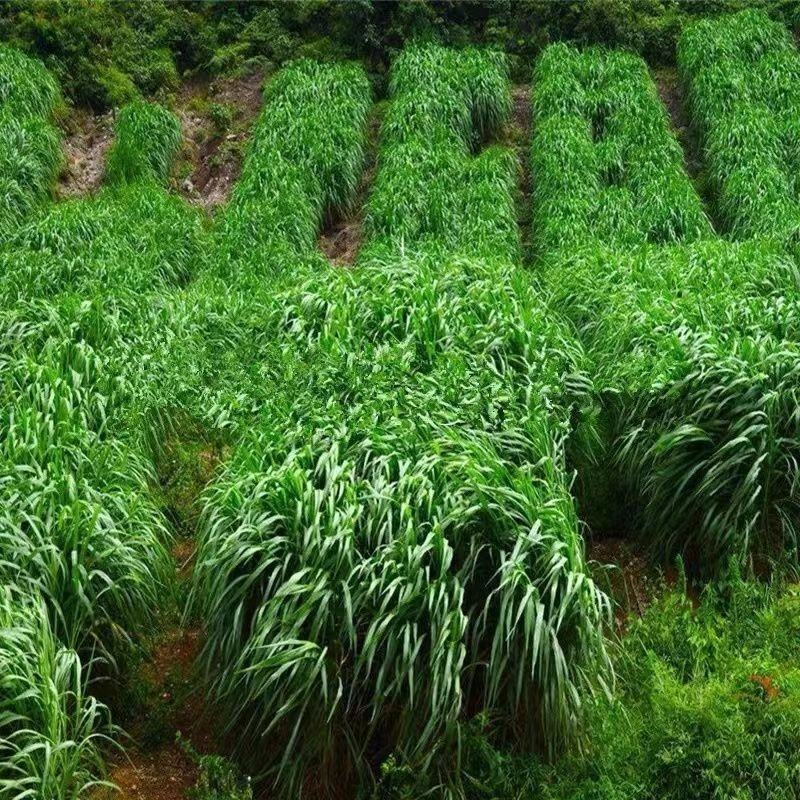 进口耐寒多年生黑麦草种子四季长青牧草种子猪牛羊鸡鸭鹅鱼草