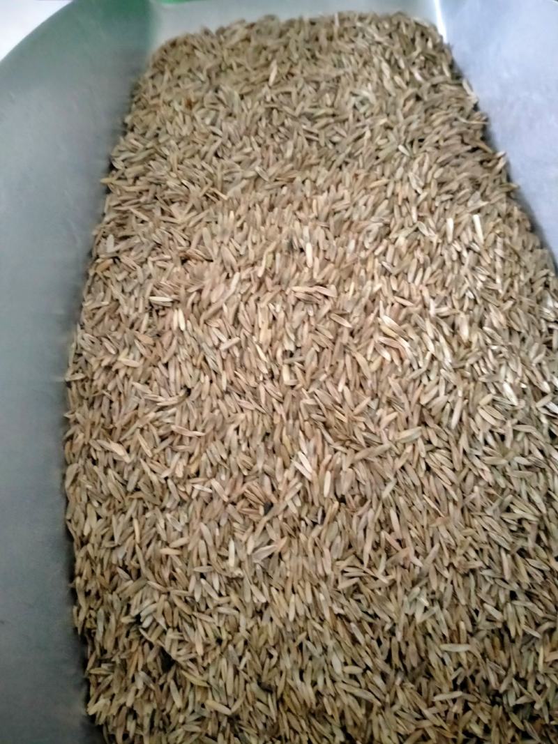 进口耐寒多年生黑麦草种子四季长青牧草种子猪牛羊鸡鸭鹅鱼草