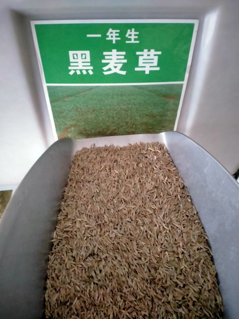 进口耐寒多年生黑麦草种子四季长青牧草种子猪牛羊鸡鸭鹅鱼草