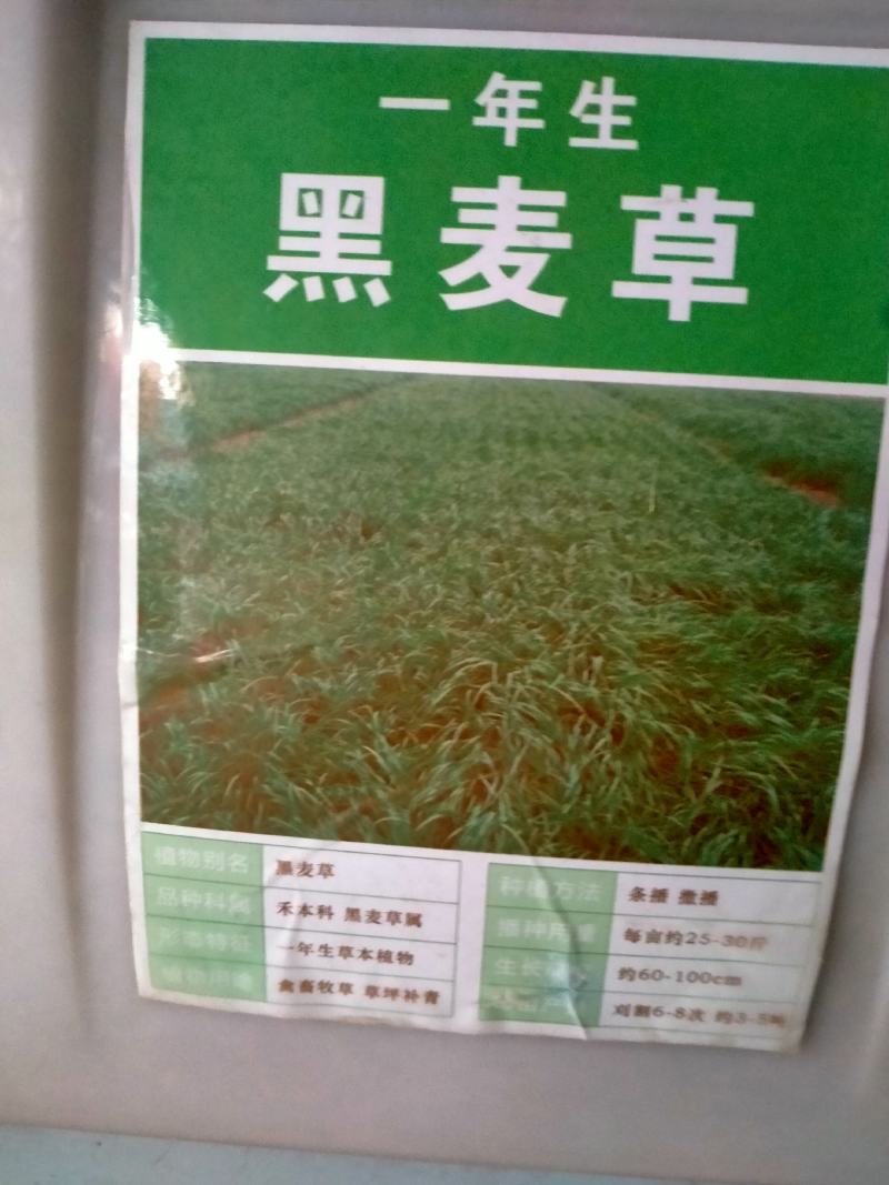 进口耐寒多年生黑麦草种子四季长青牧草种子猪牛羊鸡鸭鹅鱼草