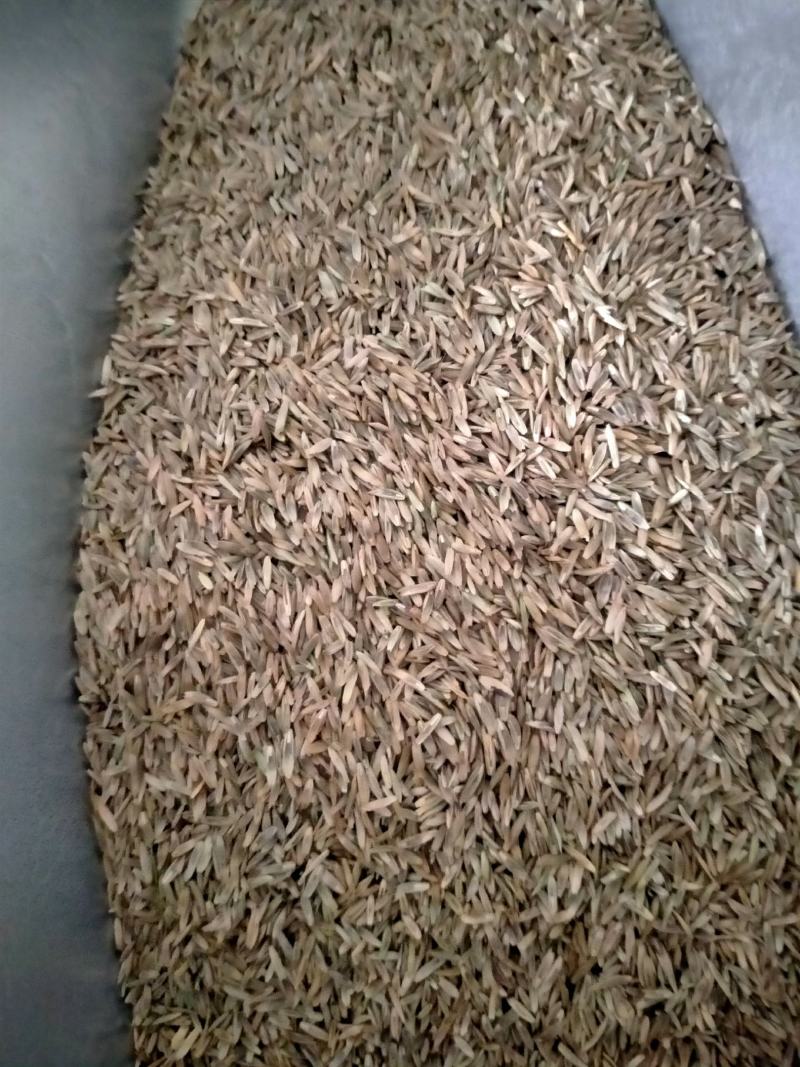 进口耐寒多年生黑麦草种子四季长青牧草种子猪牛羊鸡鸭鹅鱼草