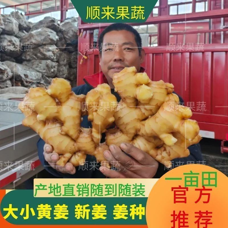 姜种368高产姜种小黄姜姜种催芽姜种提供专业指导