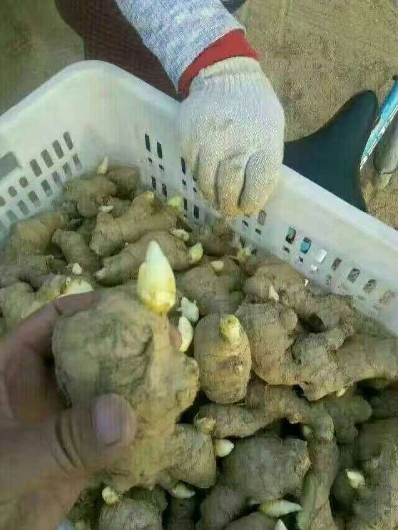 姜种368高产姜种小黄姜姜种催芽姜种提供专业指导