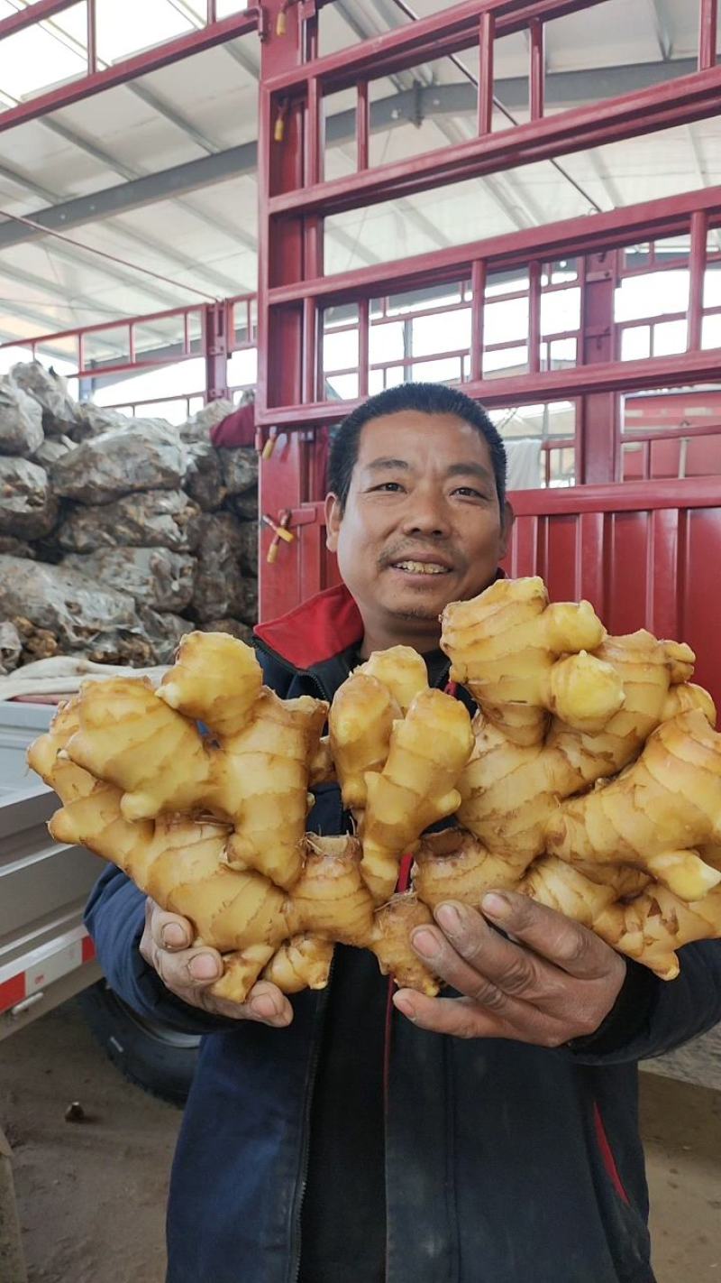 姜种368高产姜种小黄姜姜种催芽姜种提供专业指导