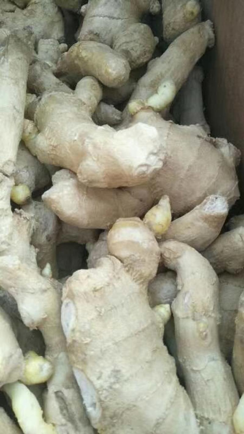 姜种368高产姜种小黄姜姜种催芽姜种提供专业指导