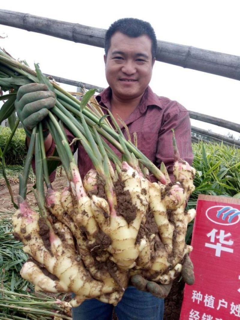 姜种368高产姜种小黄姜姜种催芽姜种提供专业指导